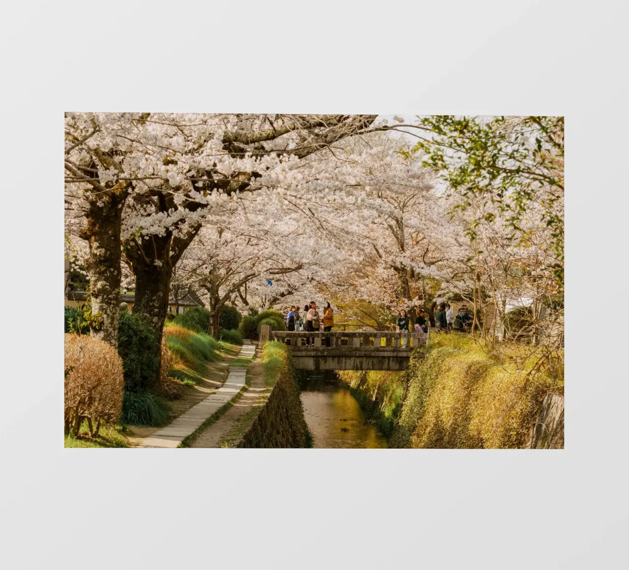 Canale dei ciliegi in fiore a Kyoto pellicola backlit da mbgraphx2