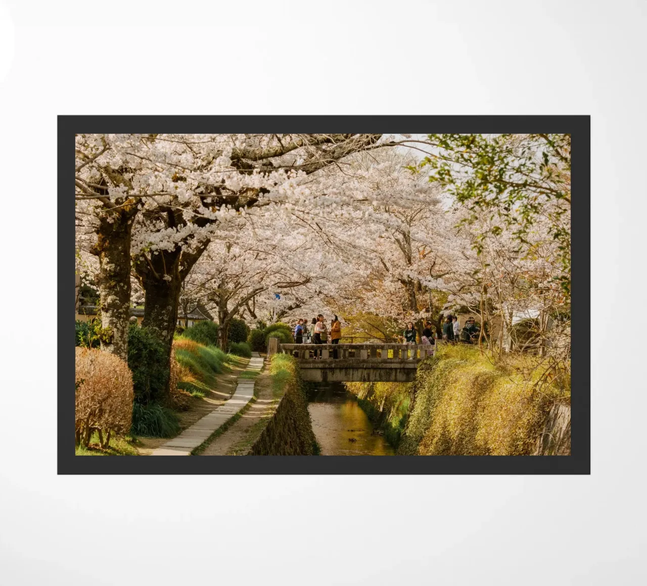 Canale dei ciliegi in fiore a Kyoto zerbino da mbgraphx2
