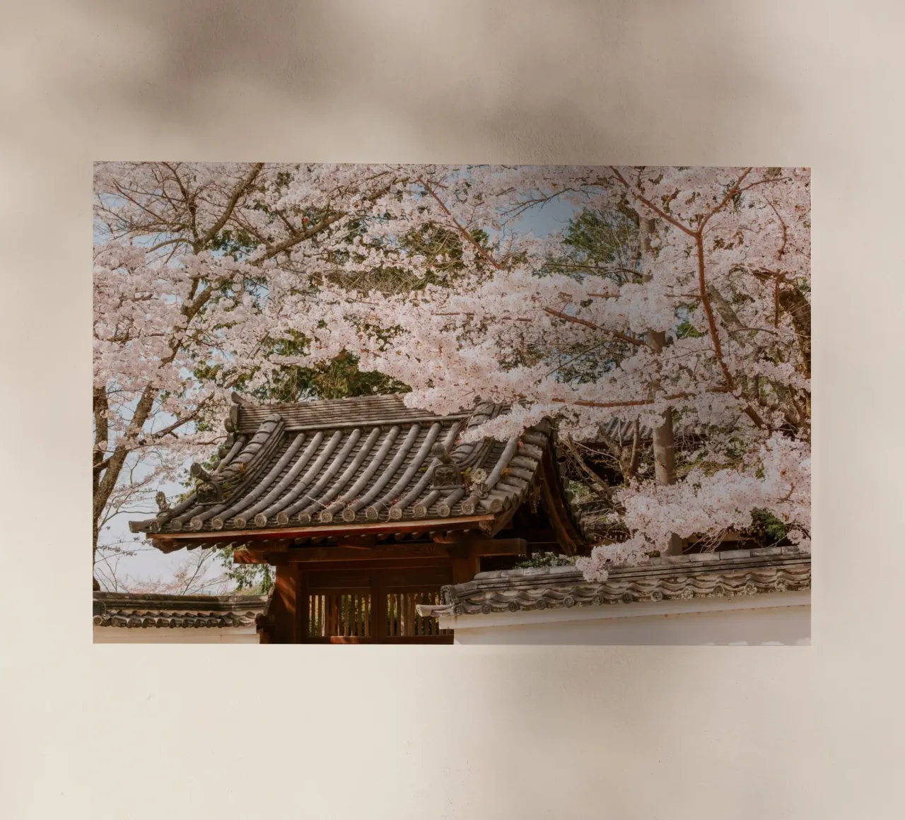 Tetto del tempio dei ciliegi in fiore a Kyoto, Giappone pellicola backlit da mbgraphx2