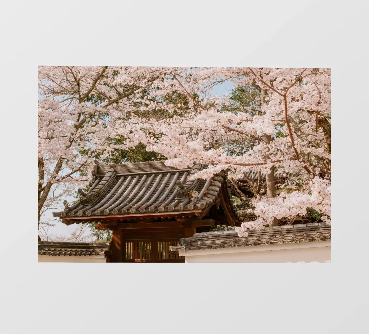 Tetto del tempio dei ciliegi in fiore a Kyoto, Giappone pellicola backlit da mbgraphx2