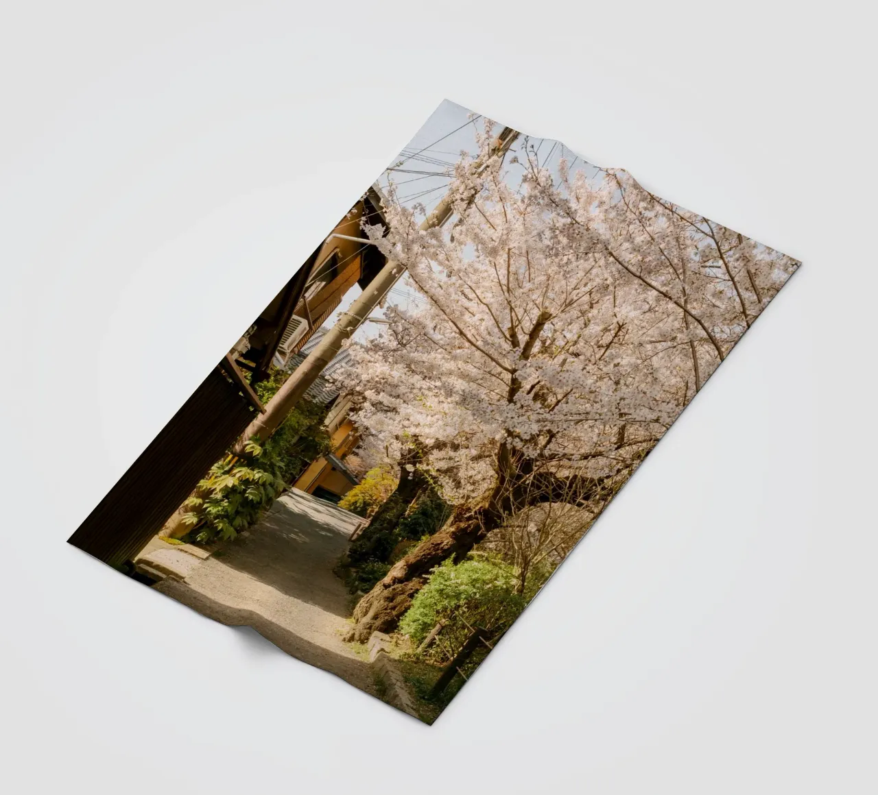 Il sentiero dei ciliegi in fiore a Kyoto, Giappone coperta in pile da mbgraphx2