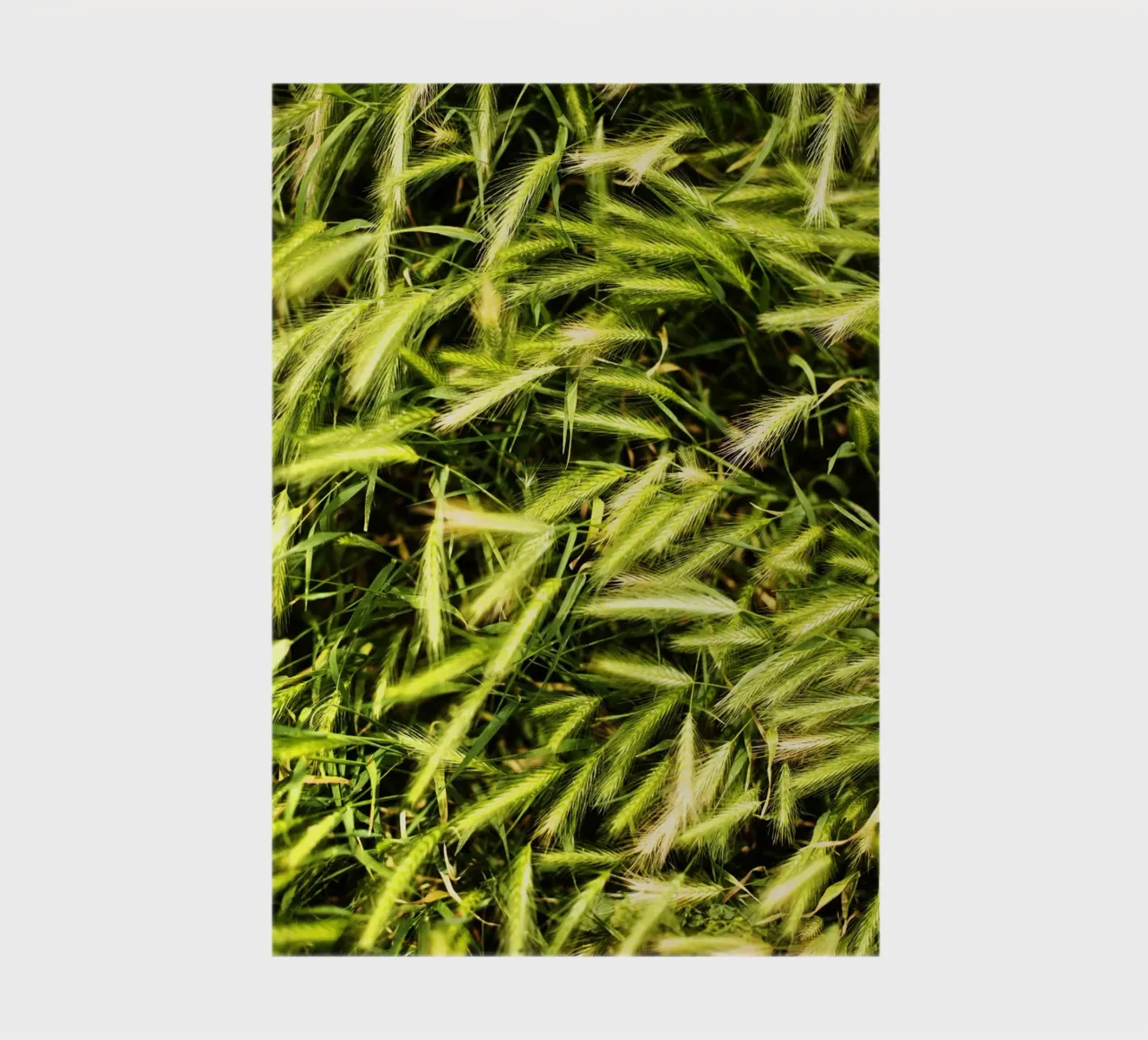 Wheat field in Italy notebook by art picture