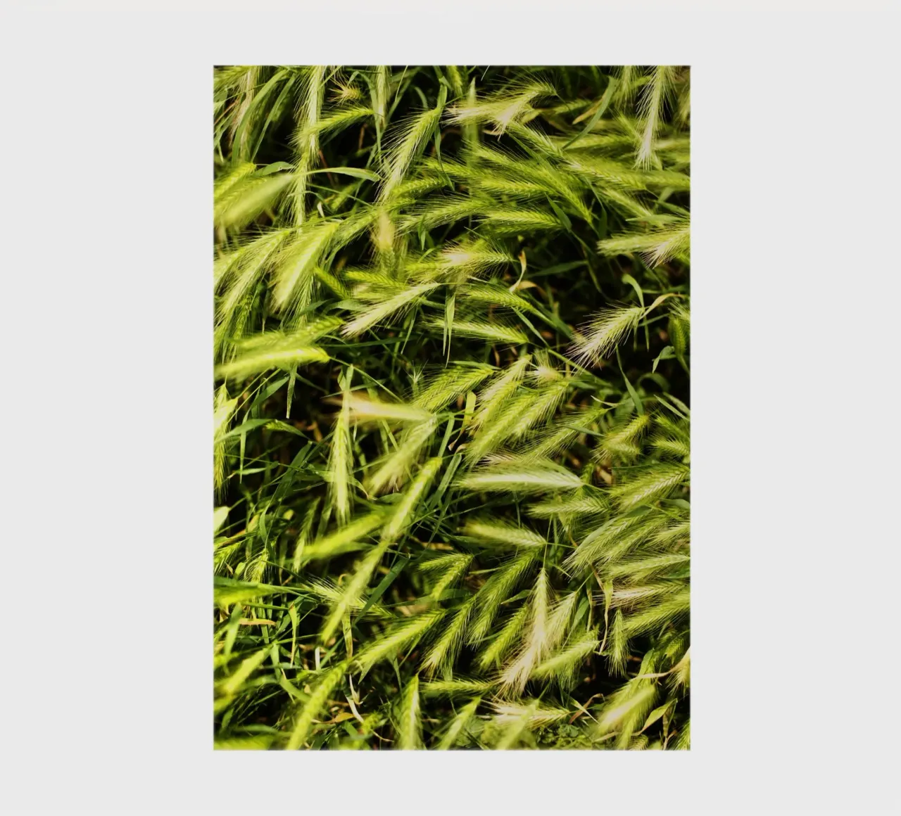Wheat field in Italy notebook by art picture