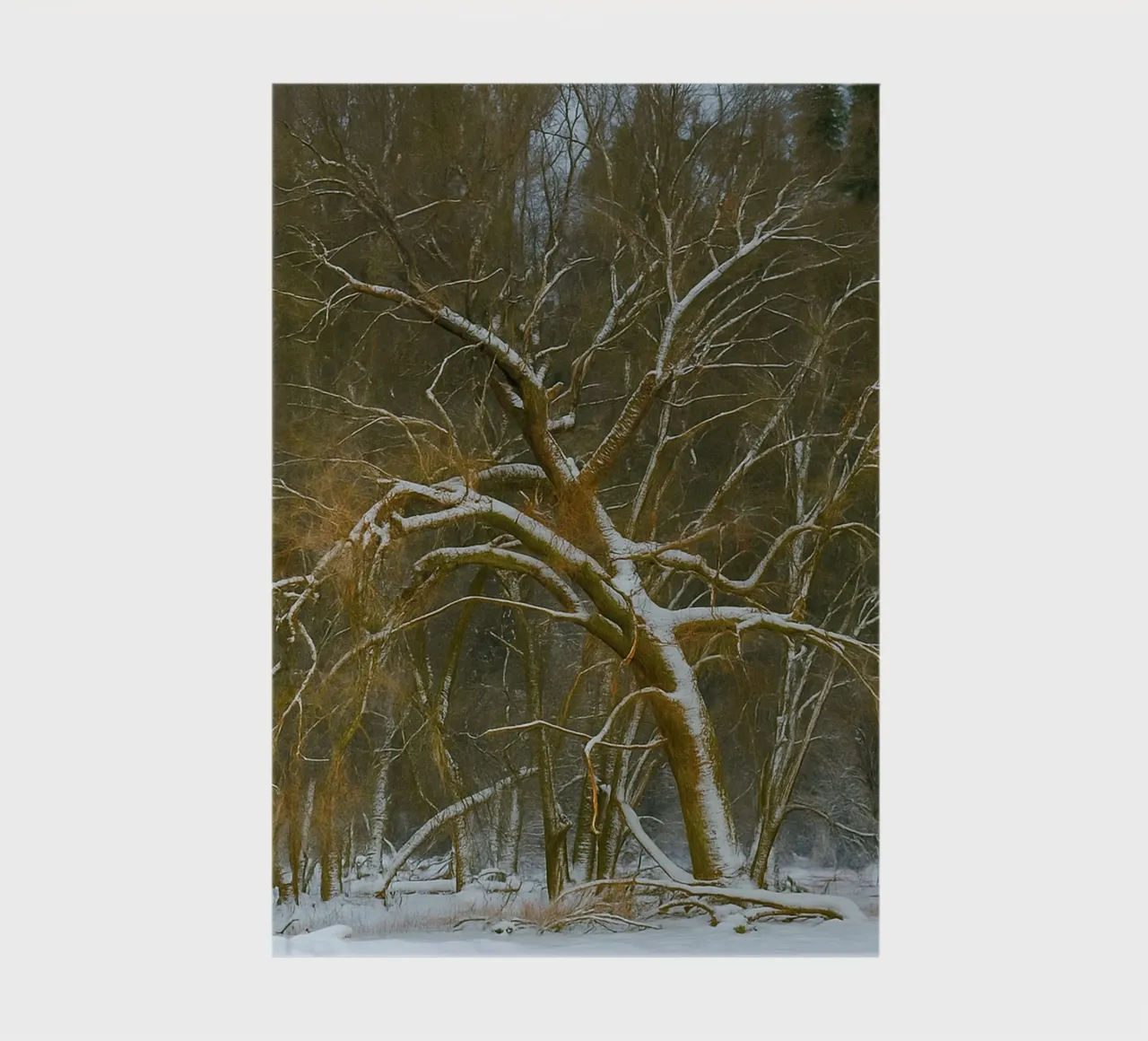 dry trees on the edge of the forest notebook by PASMING