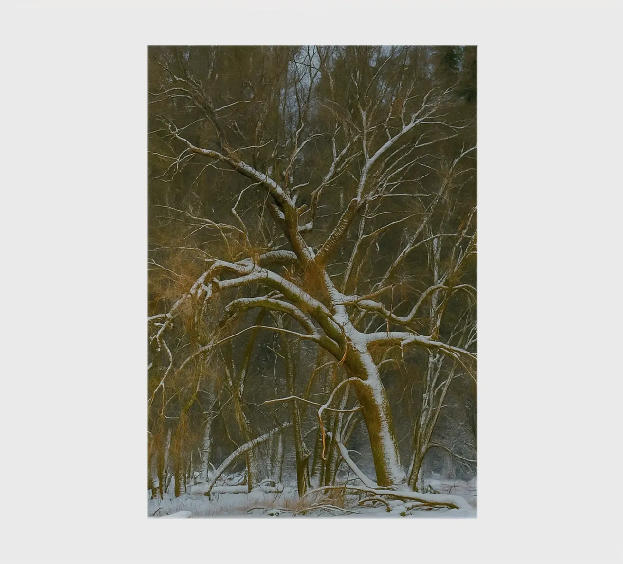 dry trees on the edge of the forest notebook by PASMING
