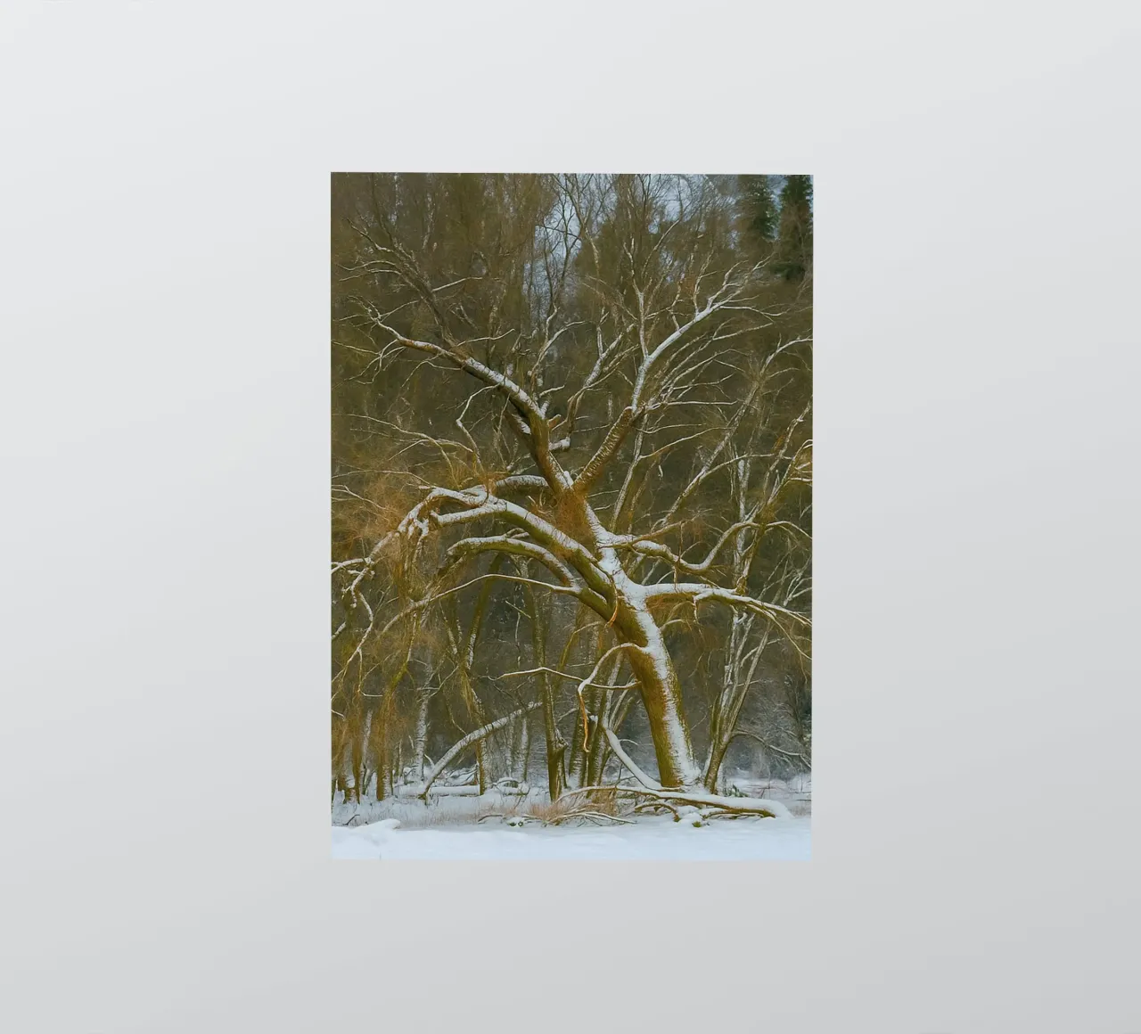 dry trees on the edge of the forest sticker by PASMING