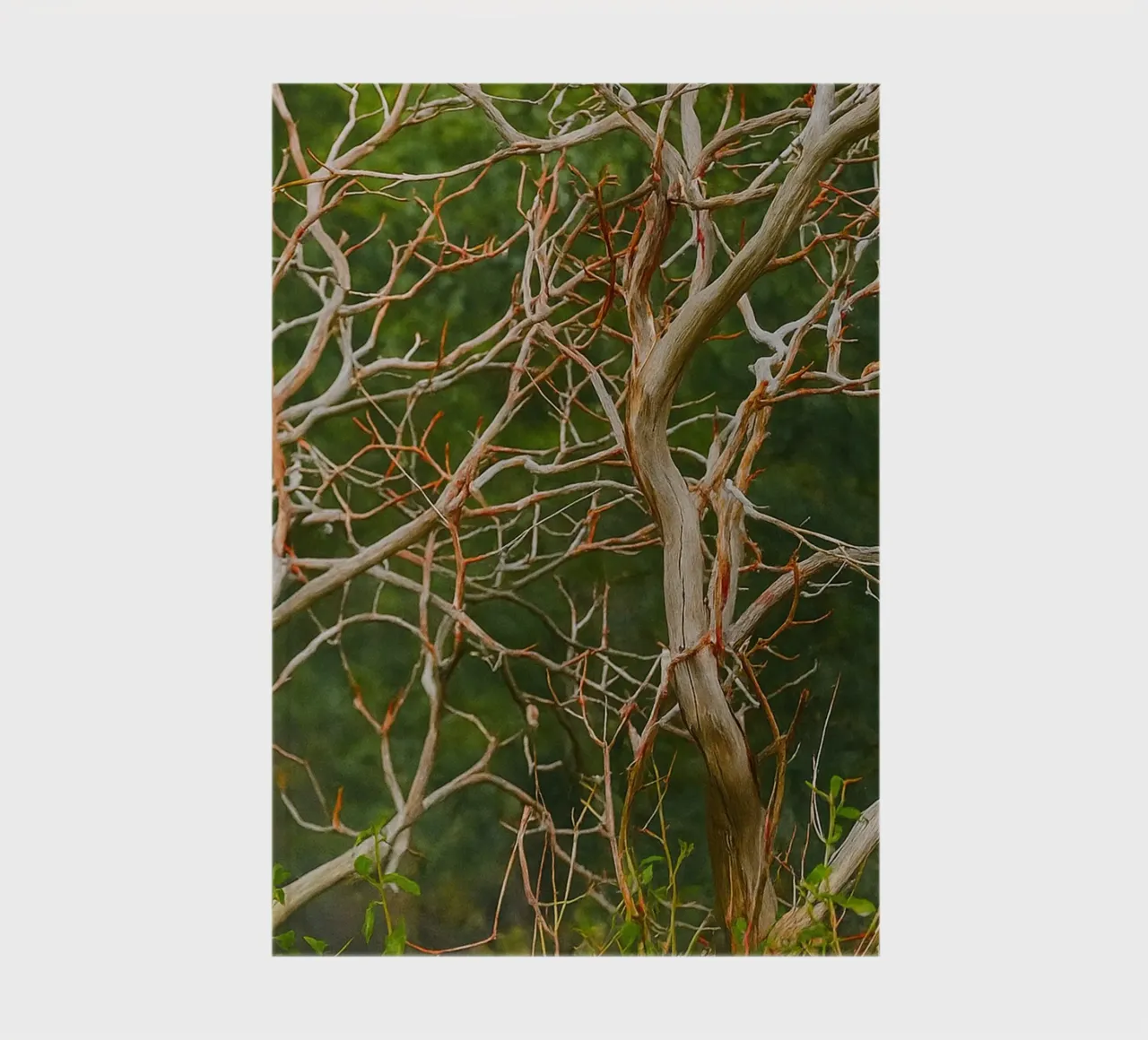 dry tree branches notebook by PASMING