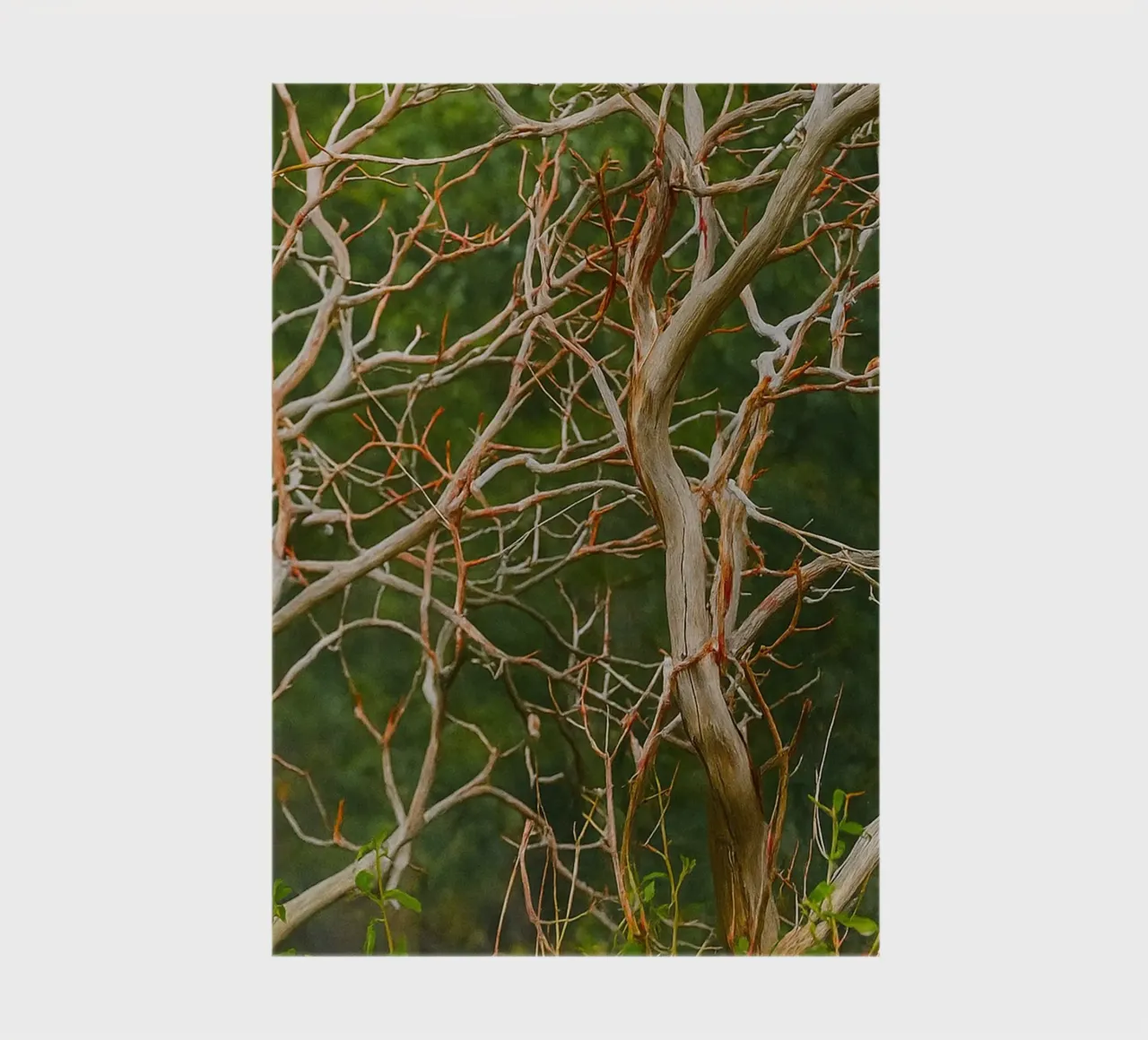 dry tree branches notebook by PASMING