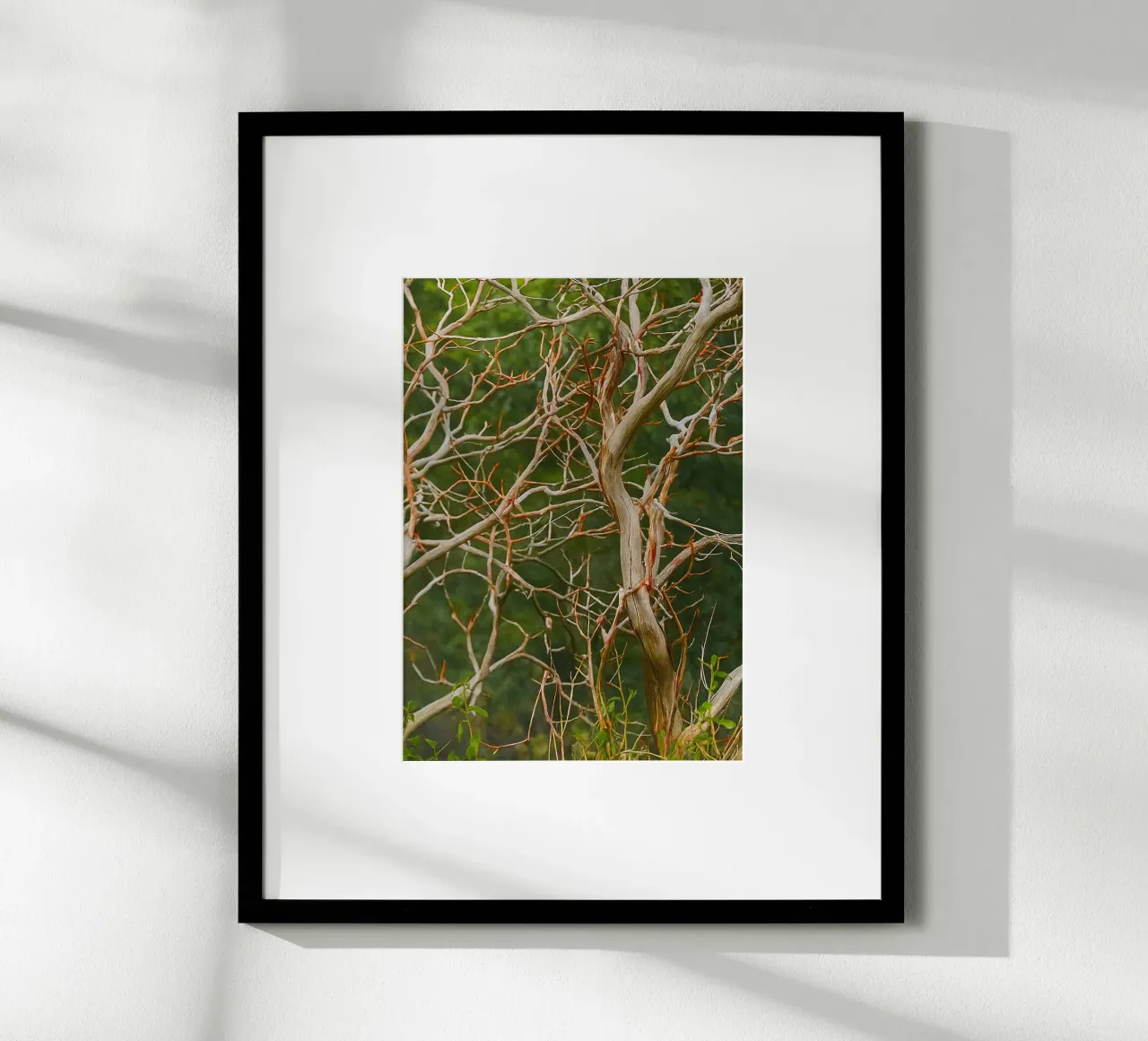 rami di alberi secchi poster da PASMING