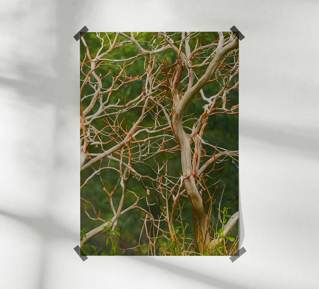 rami di alberi secchi poster da PASMING