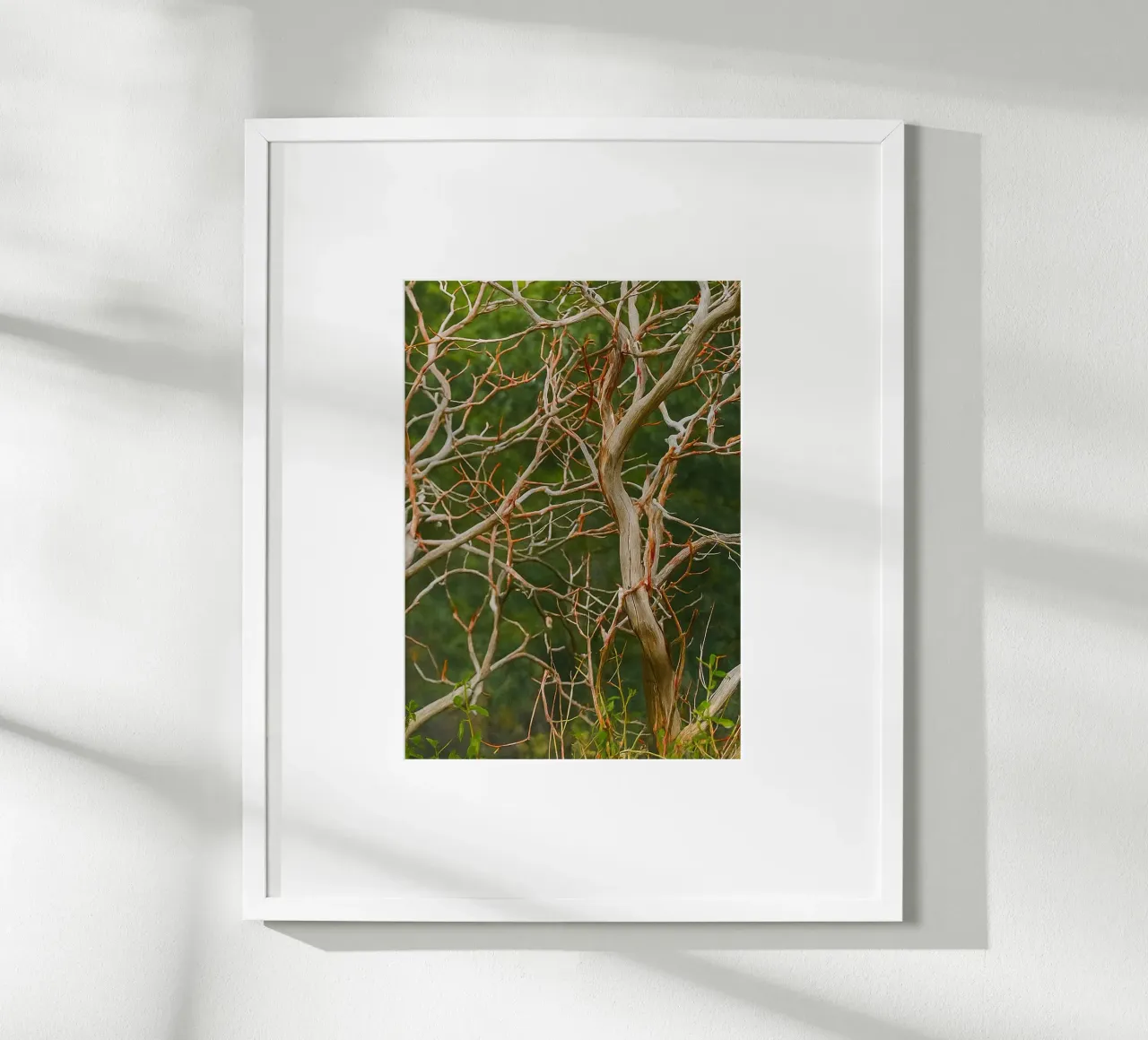 rami di alberi secchi poster da PASMING