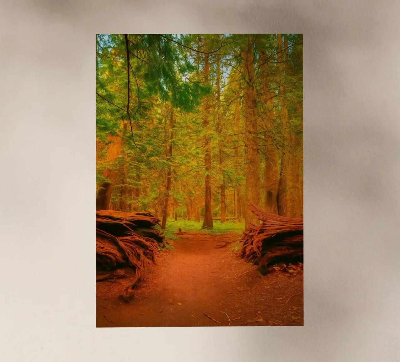 albero caduto diviso in due nel bosco pellicola backlit da PASMING