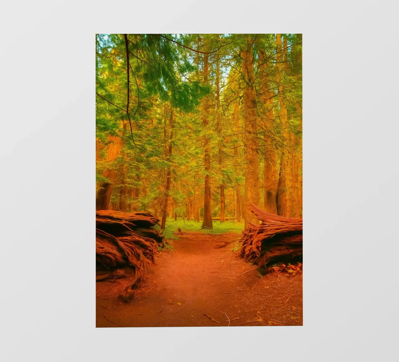 albero caduto diviso in due nel bosco telo in pvc da PASMING