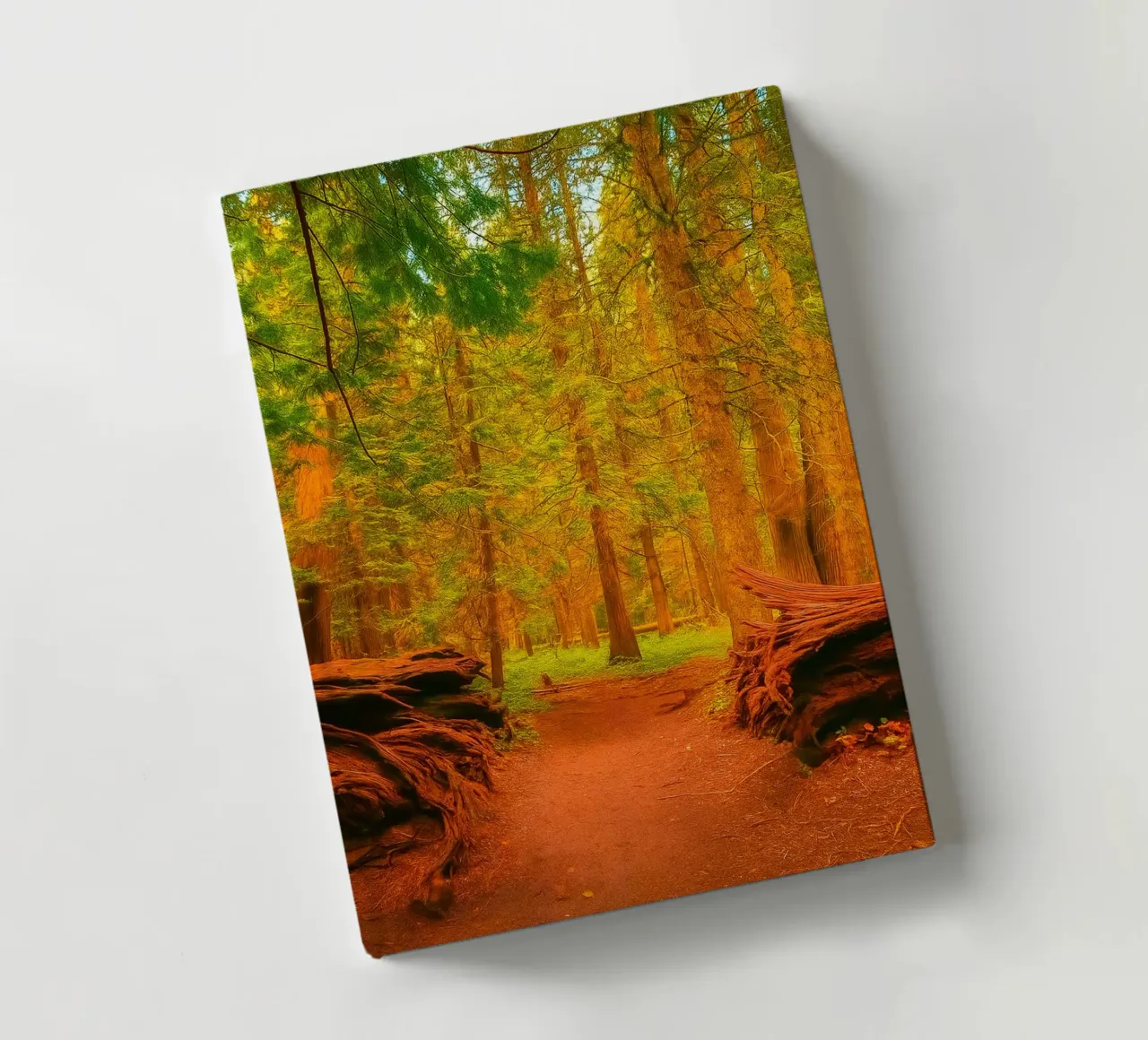 fallen tree split in two at the forest notebook by PASMING