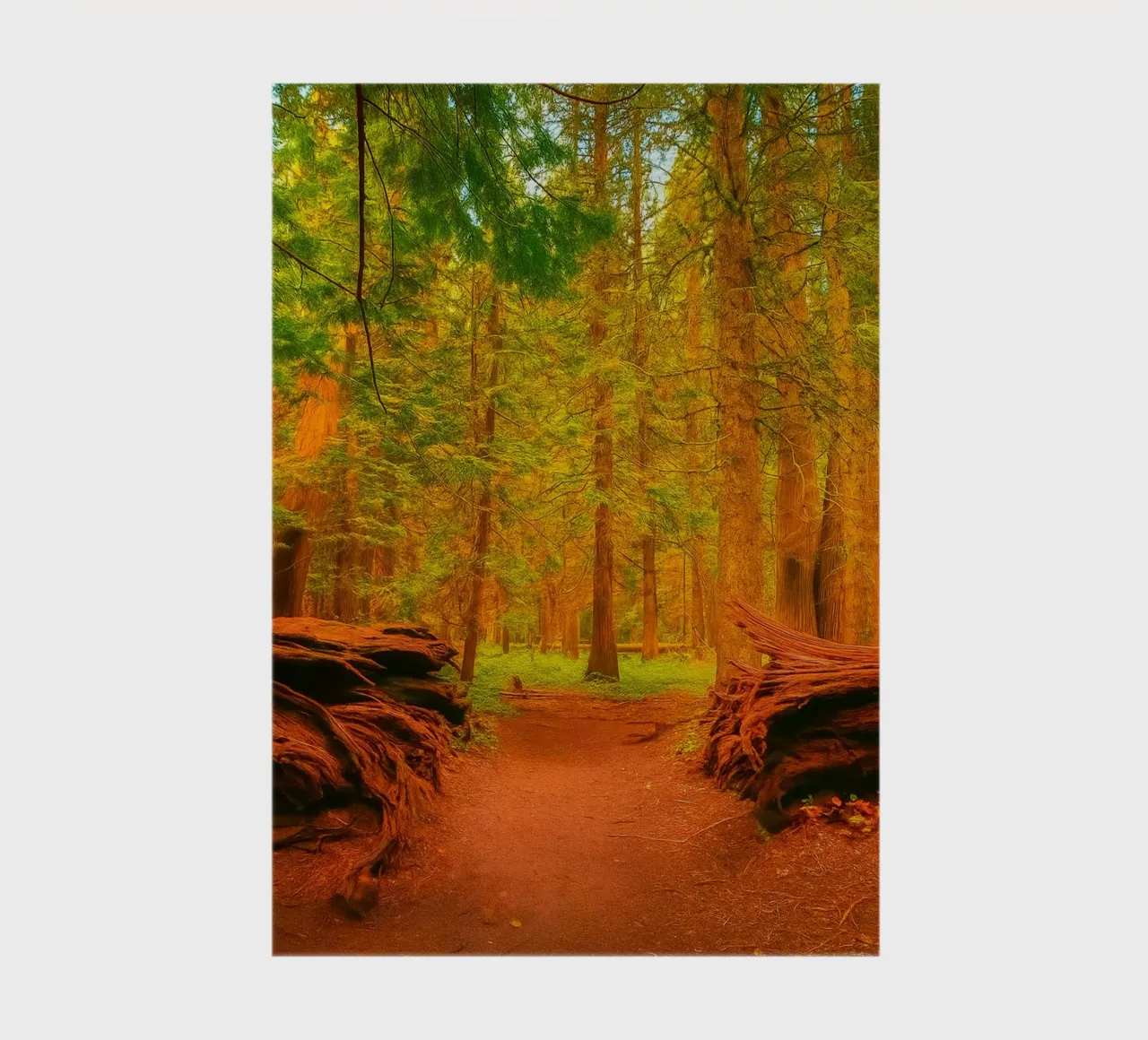 fallen tree split in two at the forest notebook by PASMING