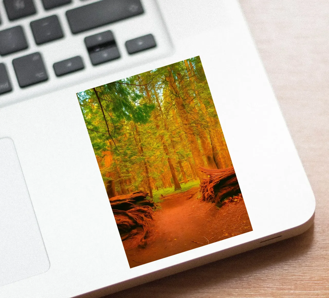 umgestürzter Baum im Wald in zwei Teile gespalten Sticker von PASMING