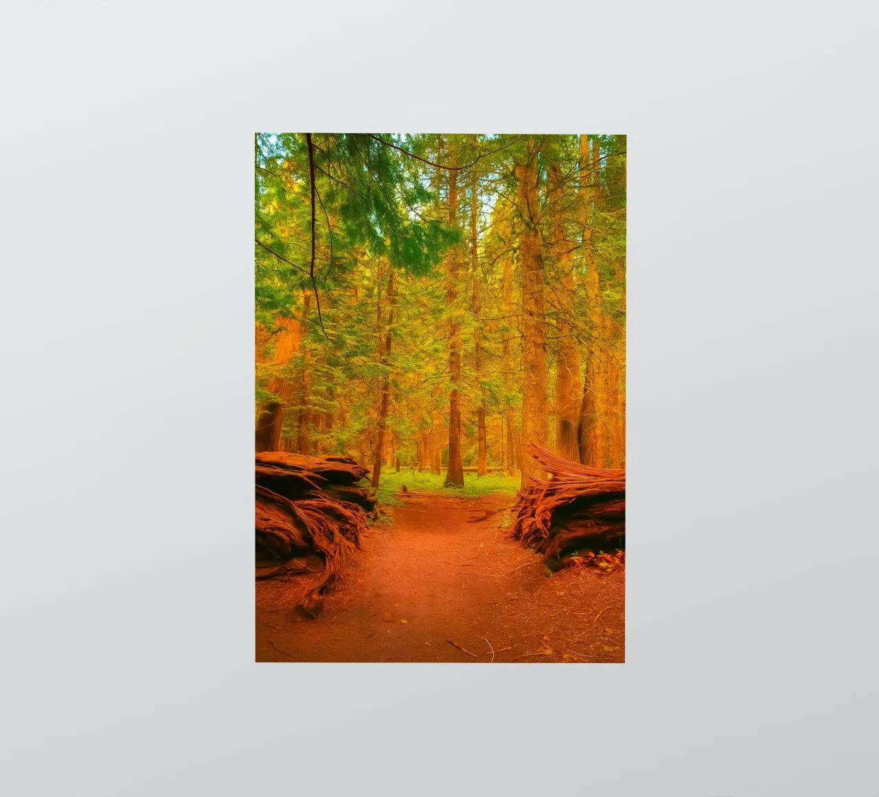 umgestürzter Baum im Wald in zwei Teile gespalten Sticker von PASMING