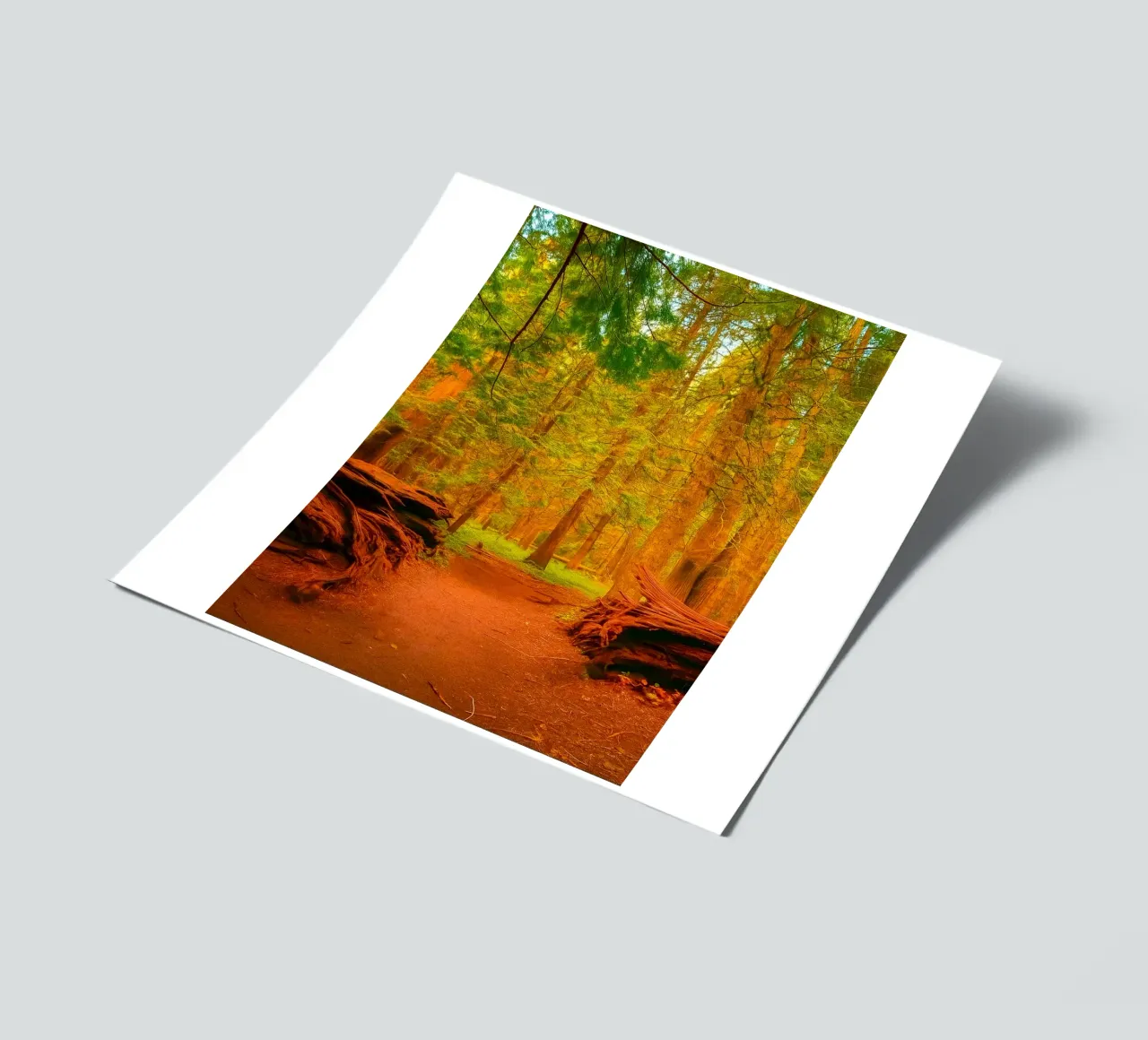 umgestürzter Baum im Wald in zwei Teile gespalten Stickerbogen von PASMING