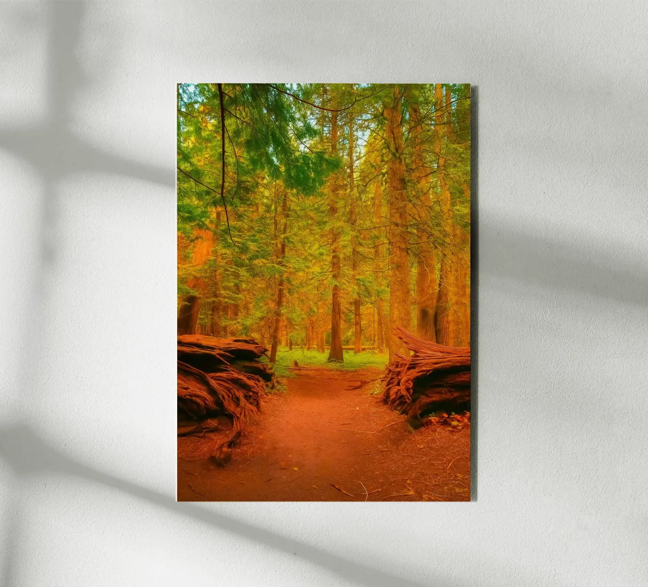 albero caduto diviso in due nel bosco pannello forex da PASMING