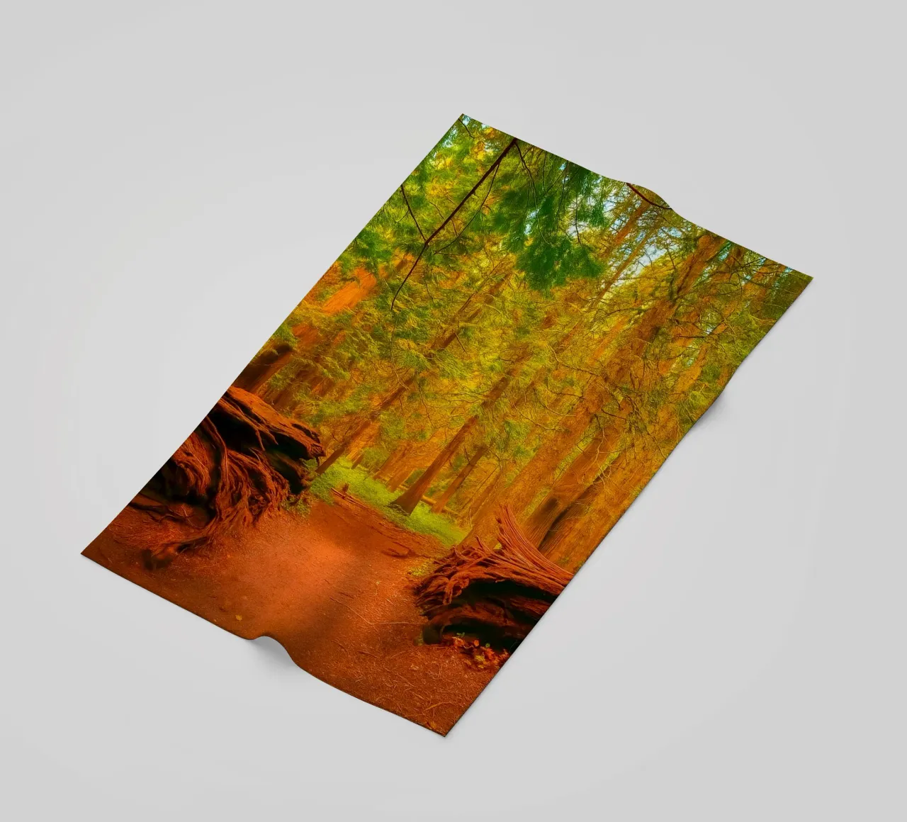fallen tree split in two at the forest beach towel by PASMING