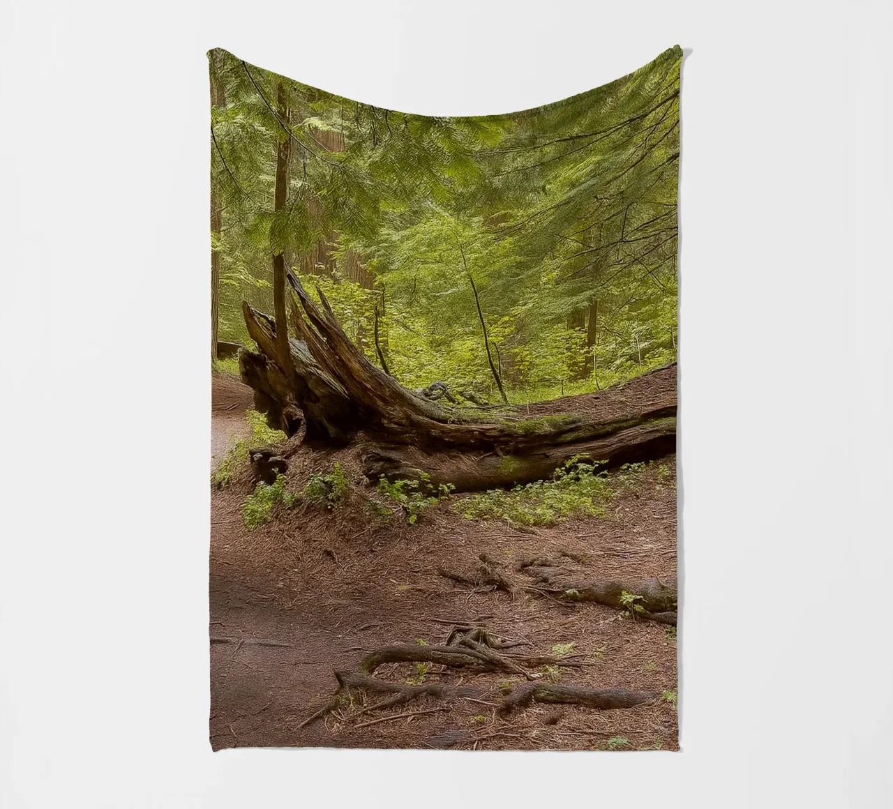 alberi marci caduti coperta in pile da PASMING