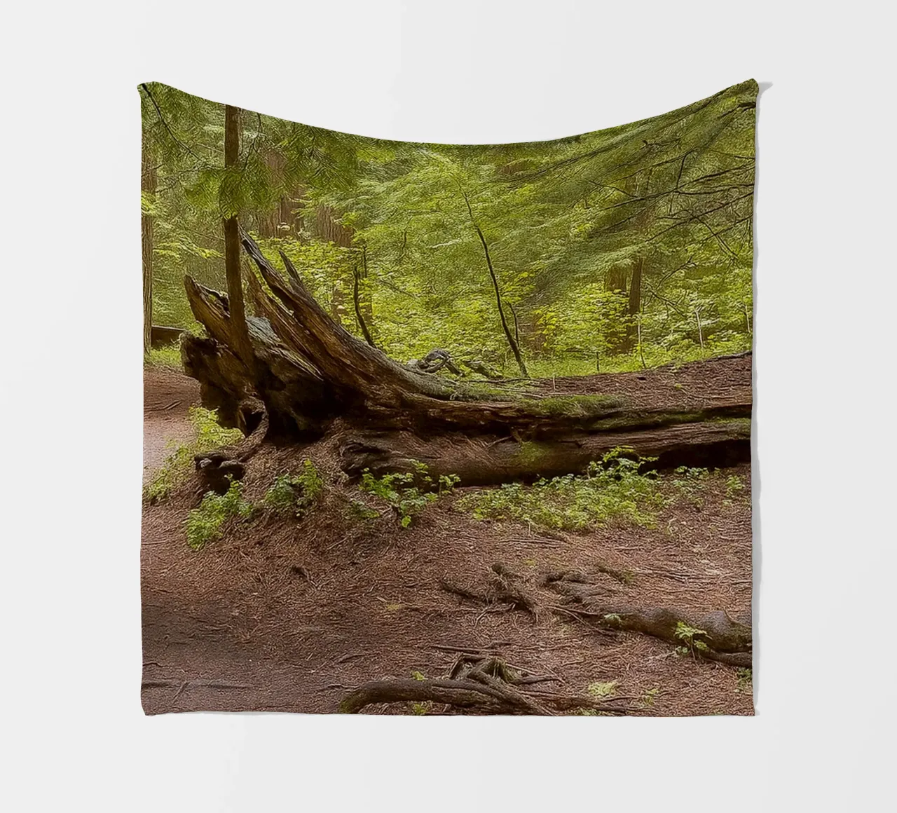 alberi marci caduti coperta in pile da PASMING