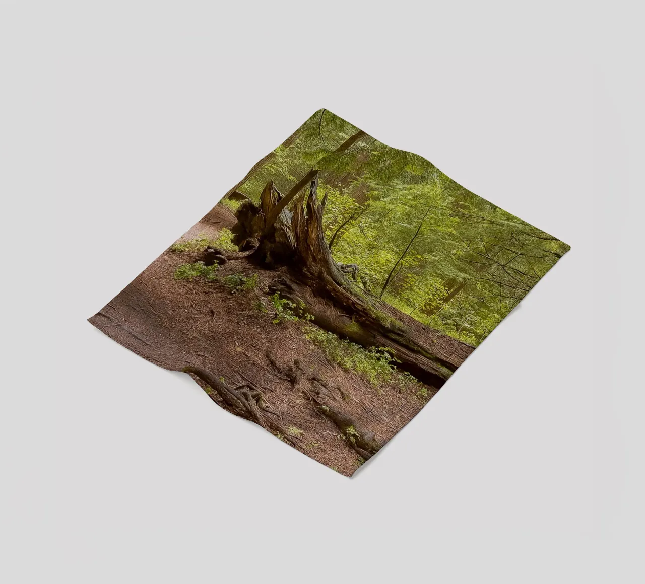 alberi marci caduti coperta in pile da PASMING