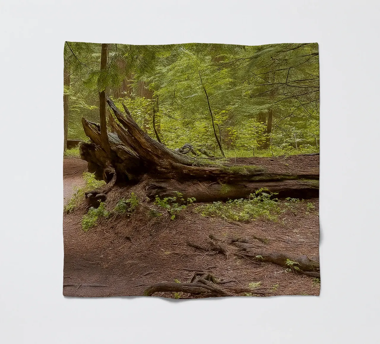alberi marci caduti coperta in pile da PASMING
