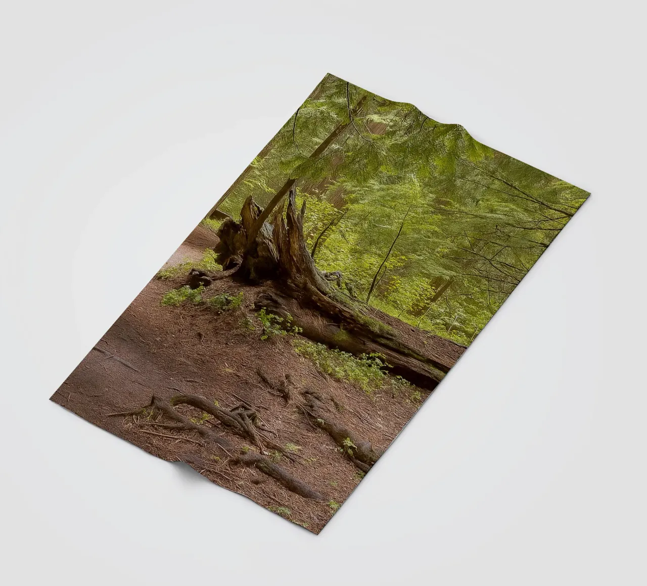 alberi marci caduti coperta in pile da PASMING