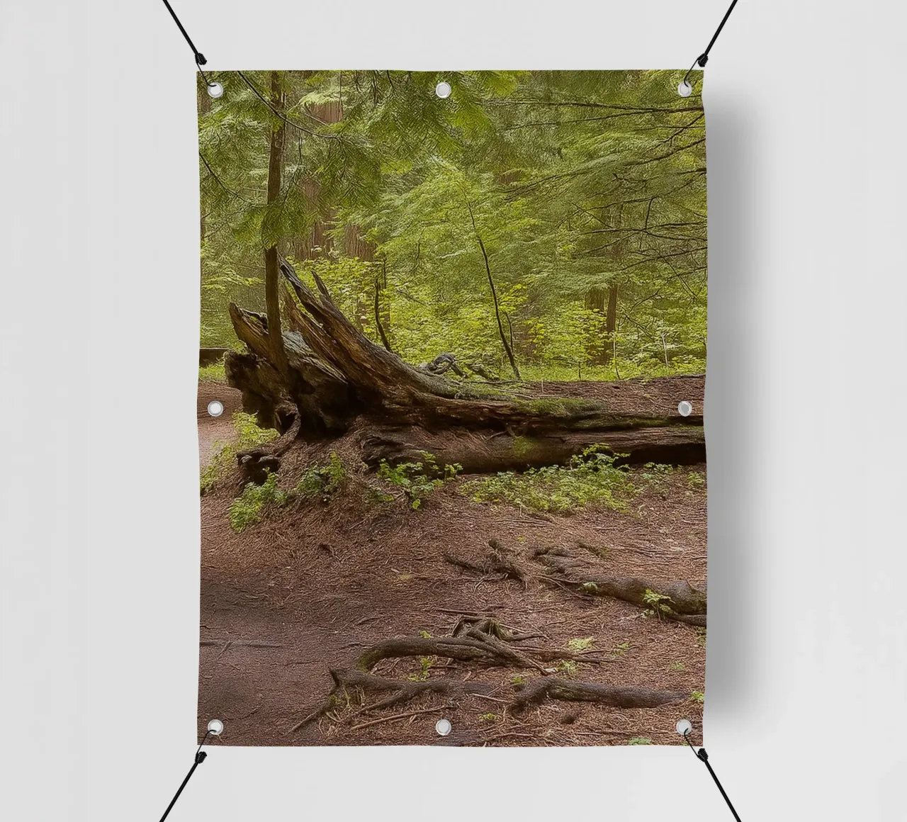 alberi marci caduti telo in pvc da PASMING