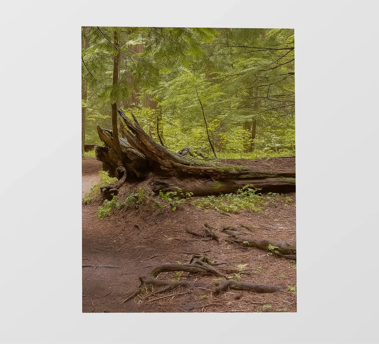 alberi marci caduti telo in pvc da PASMING
