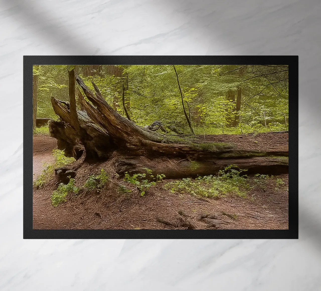 alberi marci caduti zerbino da PASMING