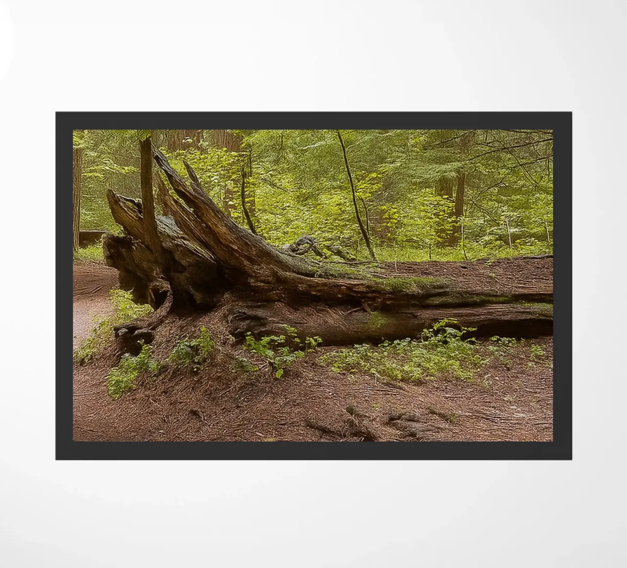 alberi marci caduti zerbino da PASMING