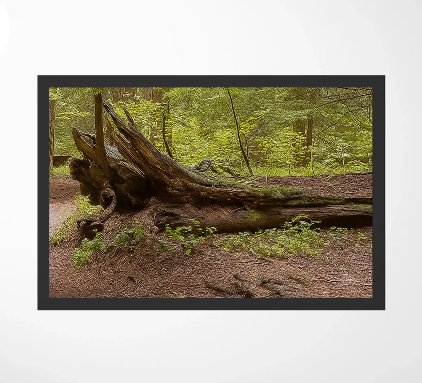 fallen rotten trees doormat by PASMING