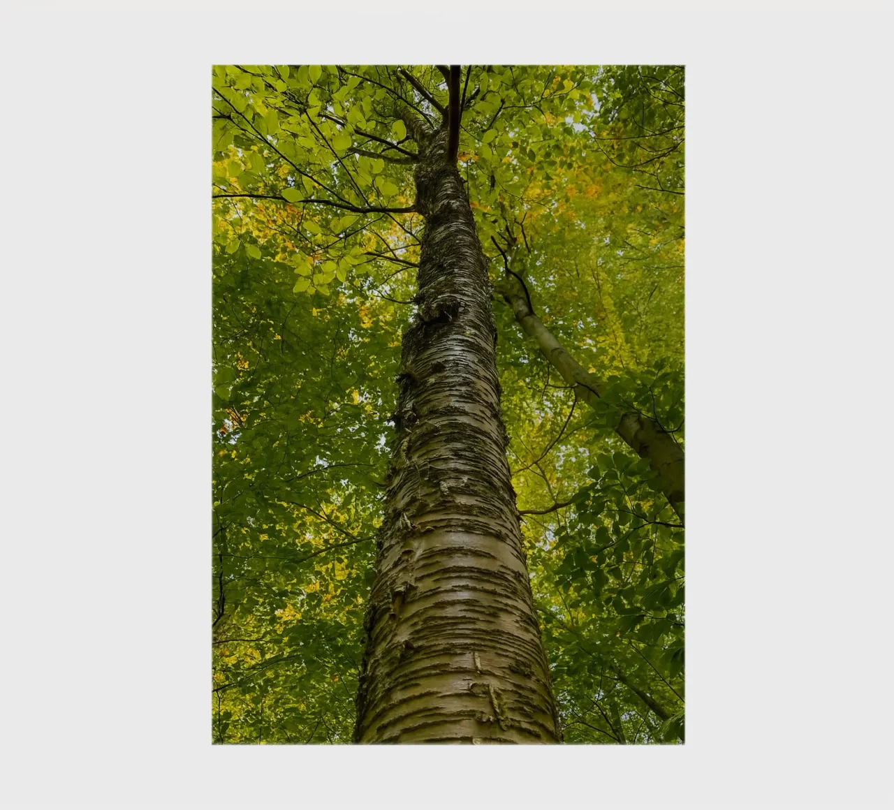 vue du tronc d'un grand arbre carnet de notes de PASMING