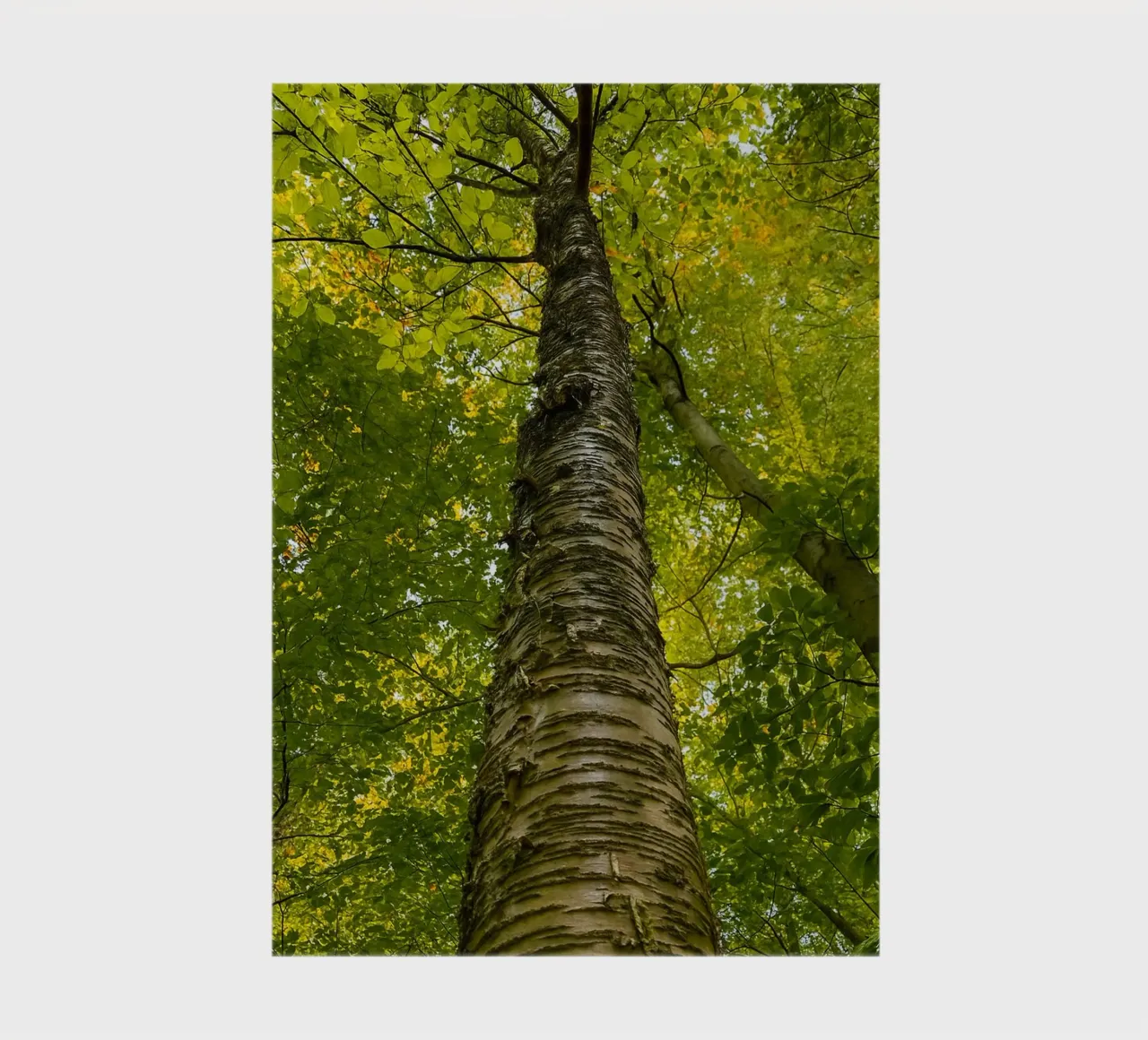 vue du tronc d'un grand arbre carnet de notes de PASMING