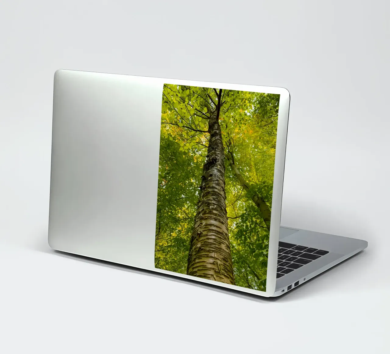 vue du tronc d'un grand arbre autocollant de PASMING