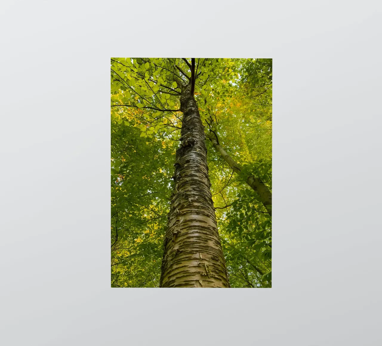 vue du tronc d'un grand arbre autocollant de PASMING