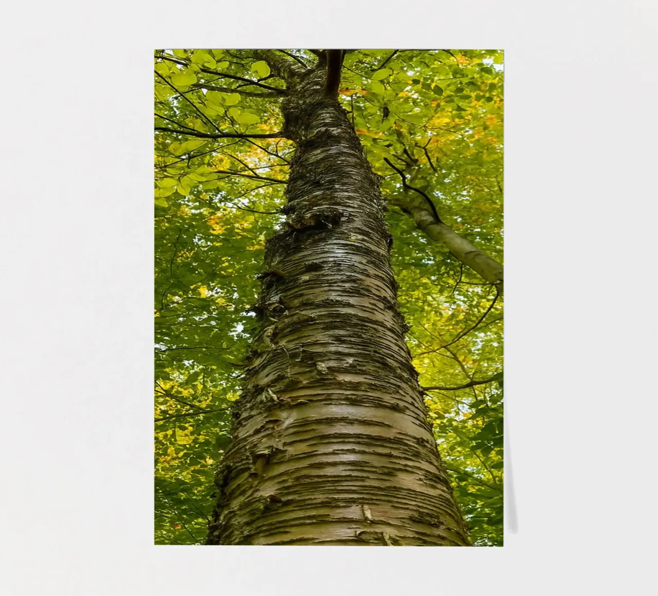 vue du tronc d'un grand arbre planche autocollant de PASMING