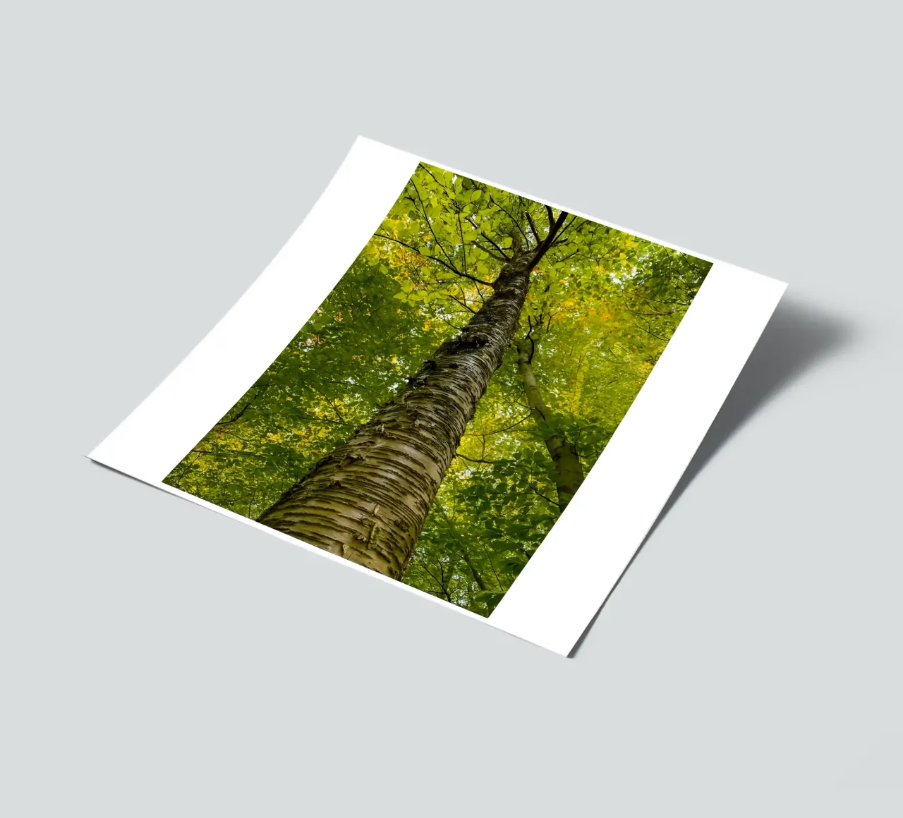 vue du tronc d'un grand arbre planche autocollant de PASMING