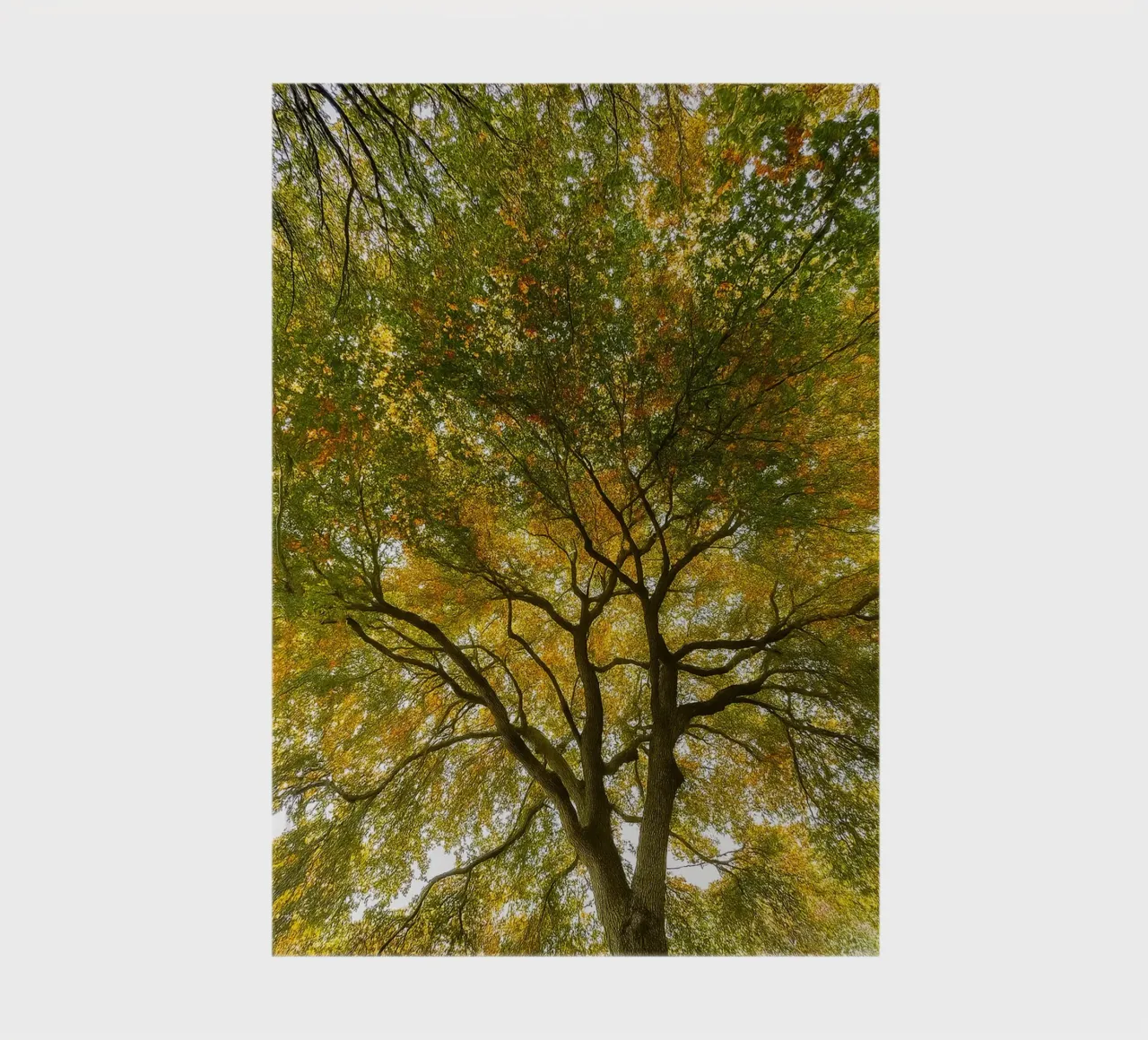 arbres vue de la canopée carnet de notes de PASMING
