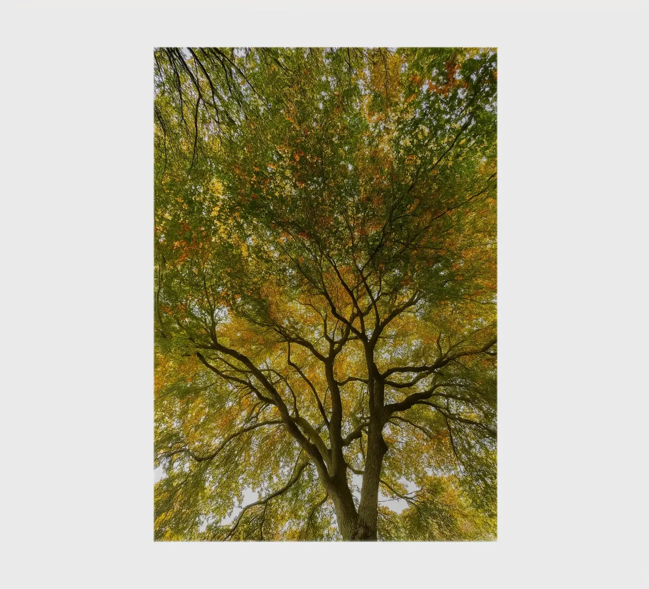 arbres vue de la canopée carnet de notes de PASMING