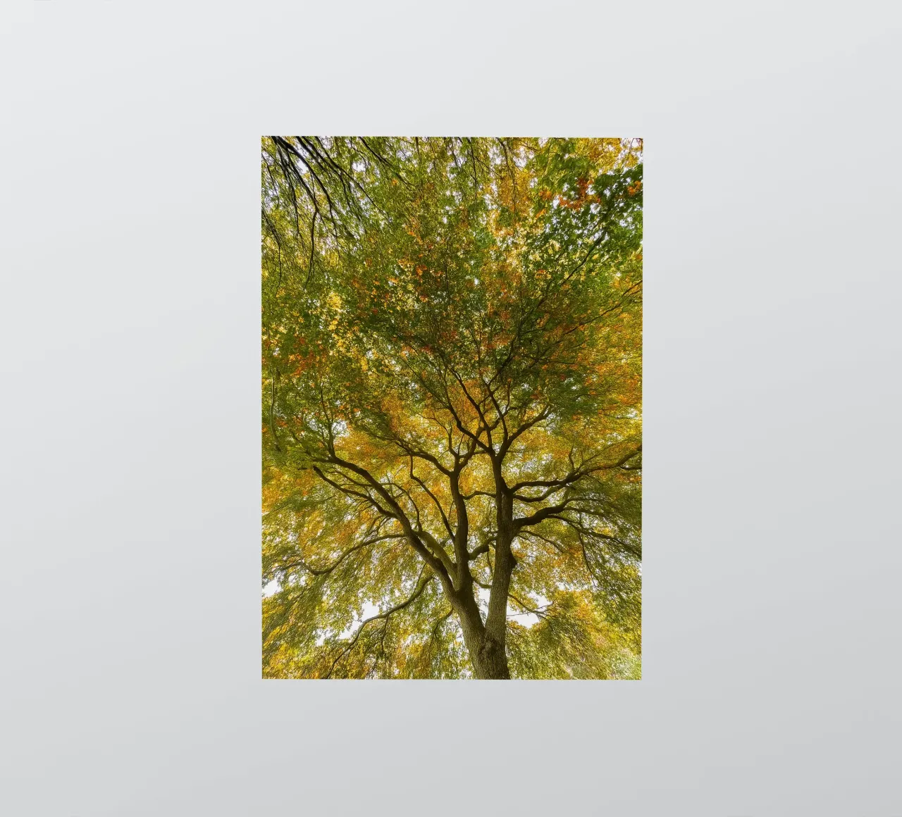 arbres vue de la canopée autocollant de PASMING