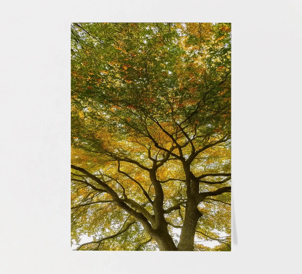alberi vista baldacchino foglio adesivo da PASMING