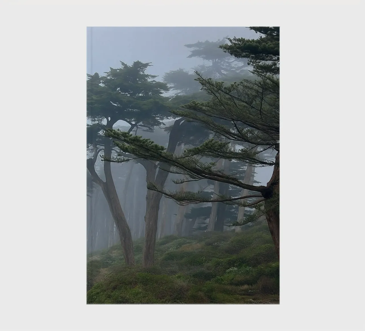 trees on the edge of the forest notebook by PASMING