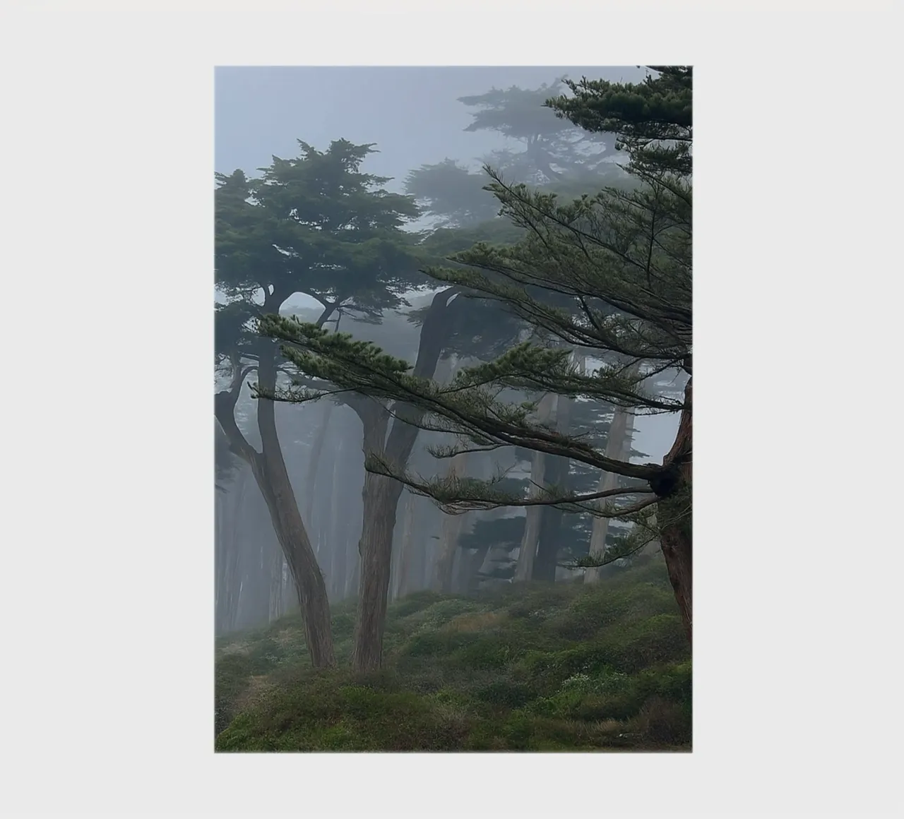 alberi ai margini della foresta diario da PASMING