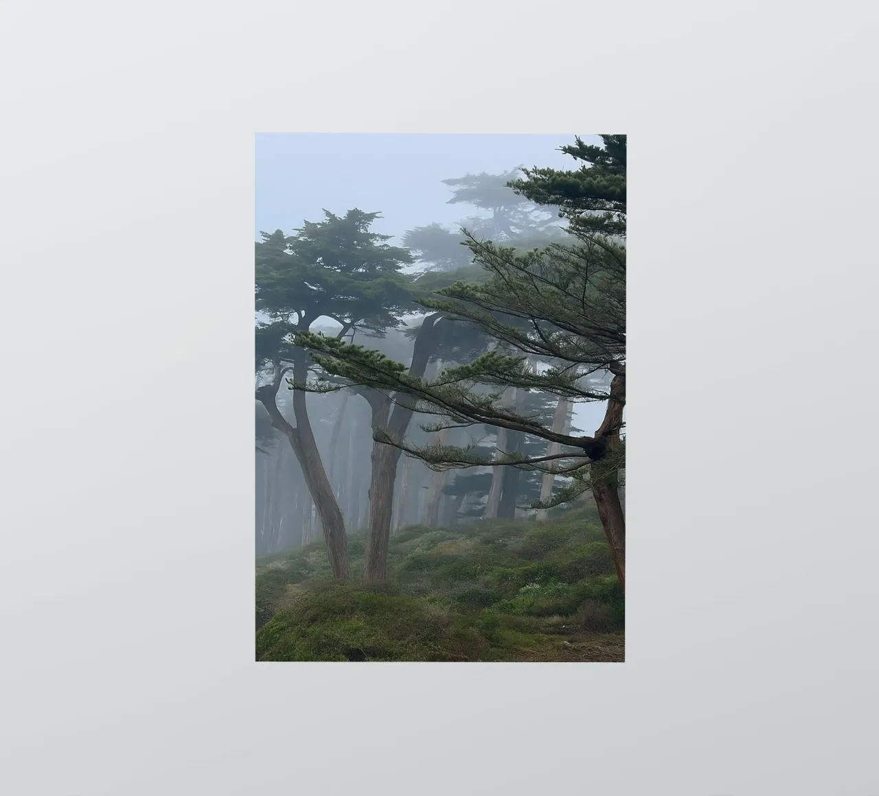 trees on the edge of the forest sticker by PASMING