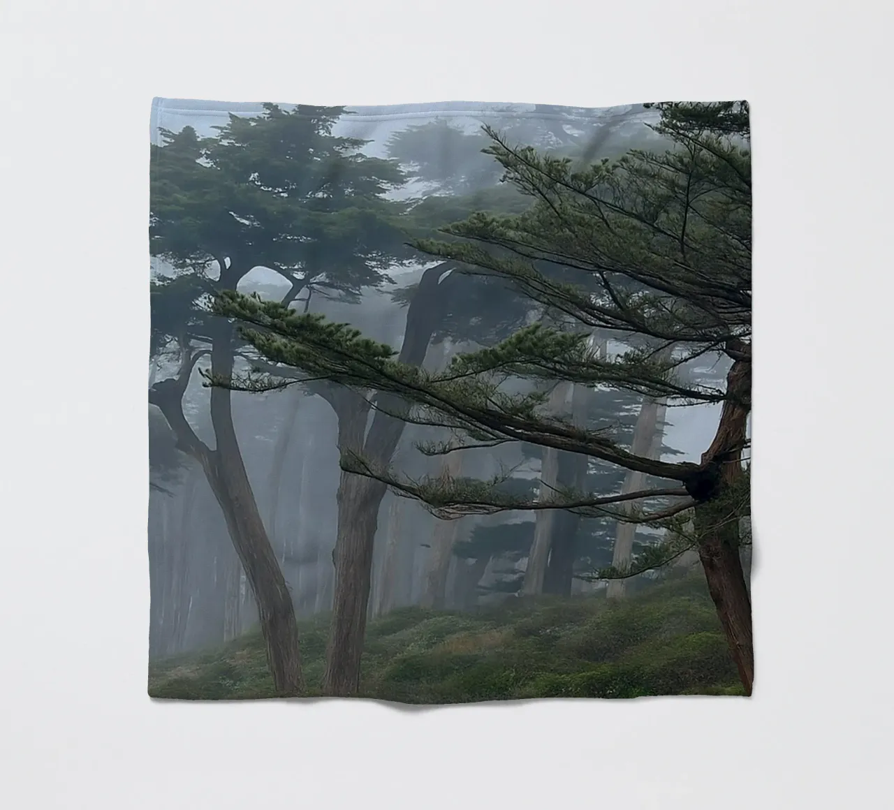 alberi ai margini della foresta coperta in pile da PASMING