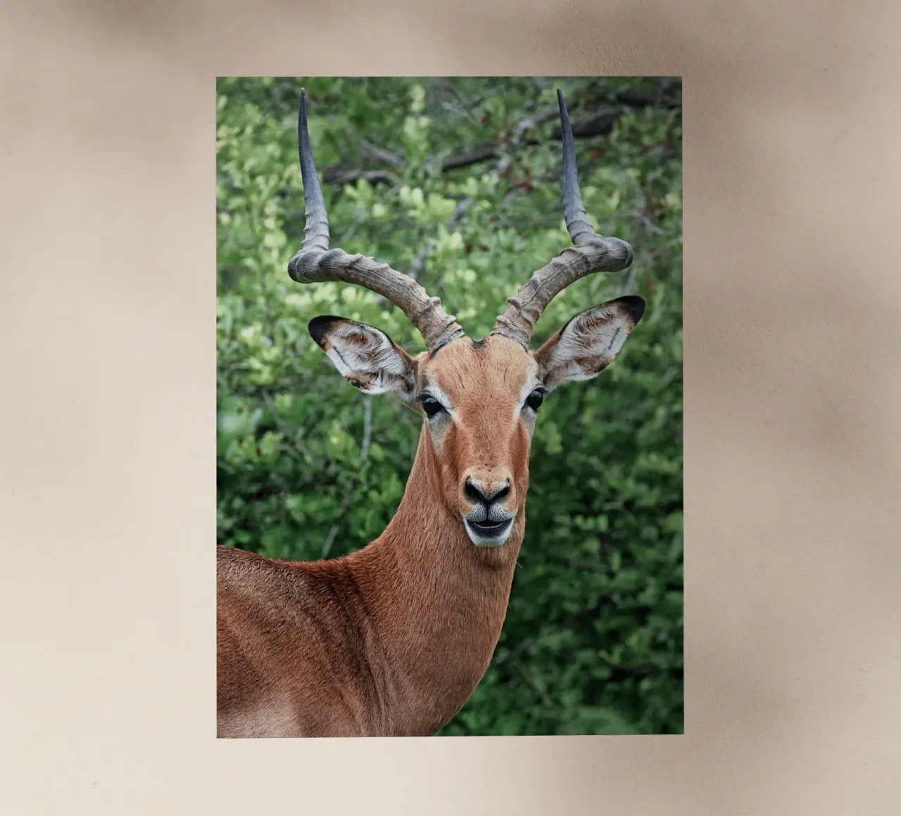 Un'impressionante antilope con corna impressionanti pellicola backlit da The Herringstore
