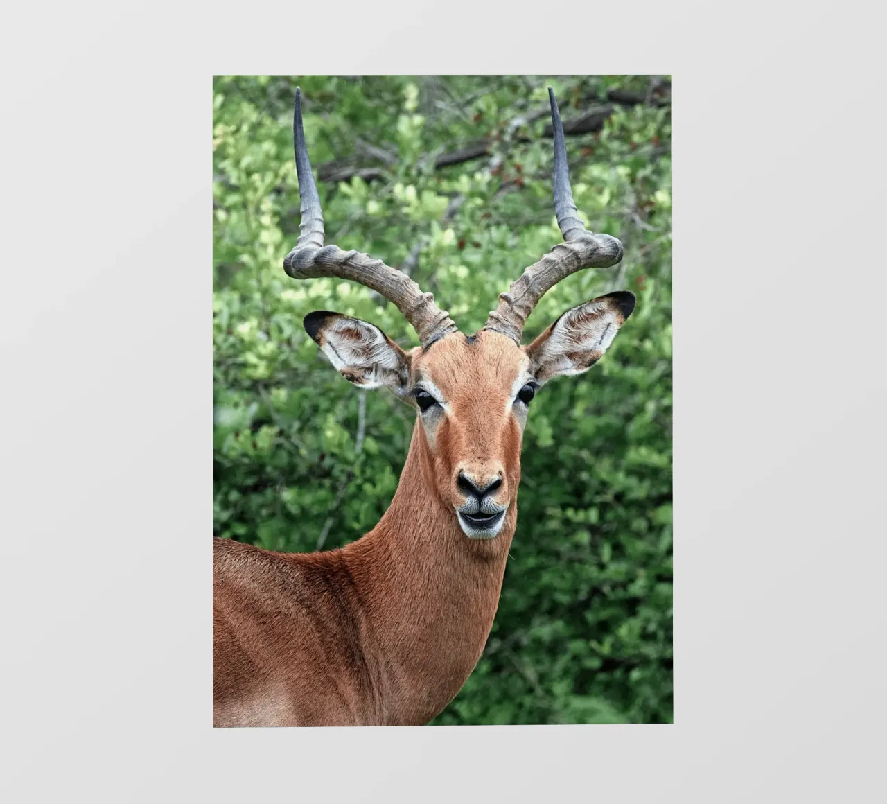 Un'impressionante antilope con corna impressionanti pellicola backlit da The Herringstore
